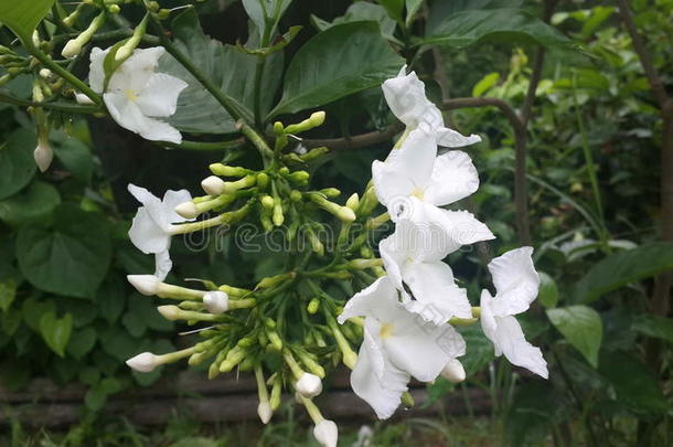 开花的栀子花