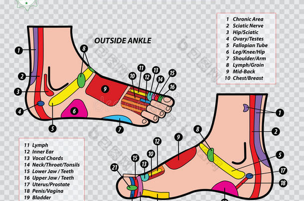 <strong>足部</strong>反射学图表