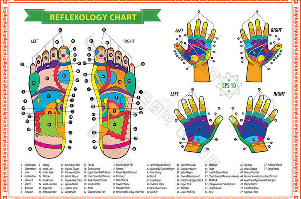足部和手部反射学图表