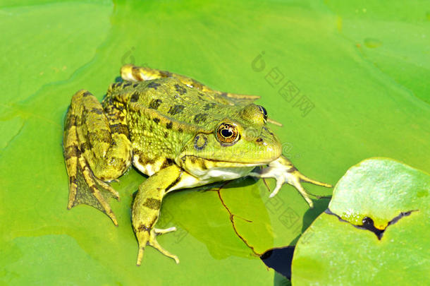 湖上的绿色青蛙