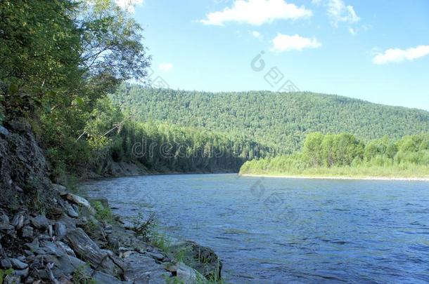 森林西伯利亚山脉清洁河流。 西伯利亚。