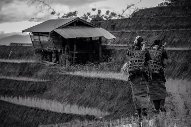 农民在水稻梯田，木瓜，Maechaen，清迈泰国