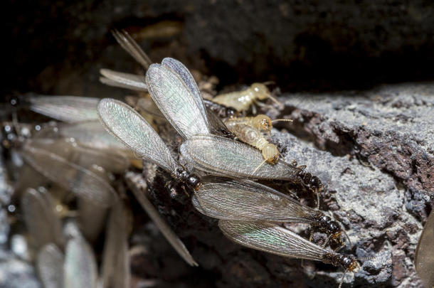 东部地下白蚁，有翅白蚁，网状黄毛虫
