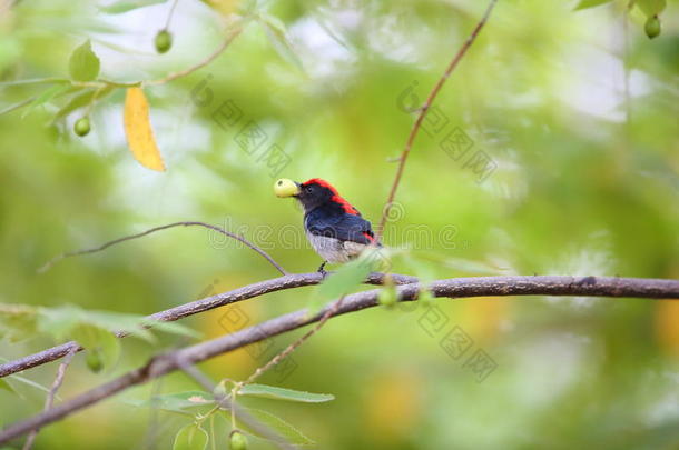 红背啄花鸟