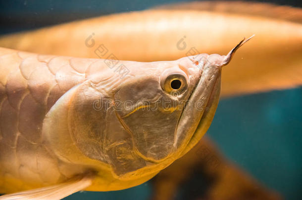 亚马逊动物水族馆金龙鱼美丽的