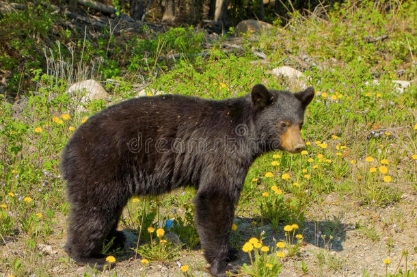 不列颠哥伦比亚省北部一只年轻的黑熊