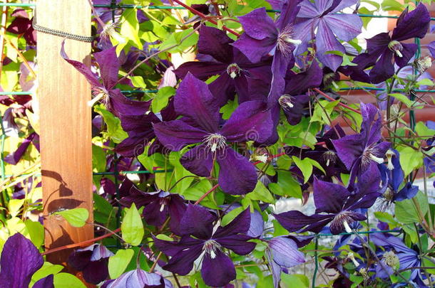 夏天花园里美丽的装饰花。 卷曲的花紫色的铁线莲。