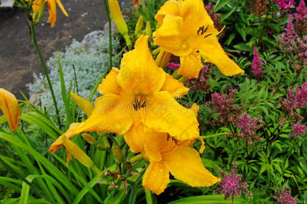 夏天花园里美丽的花。 大黄色特里日百合（百合）。