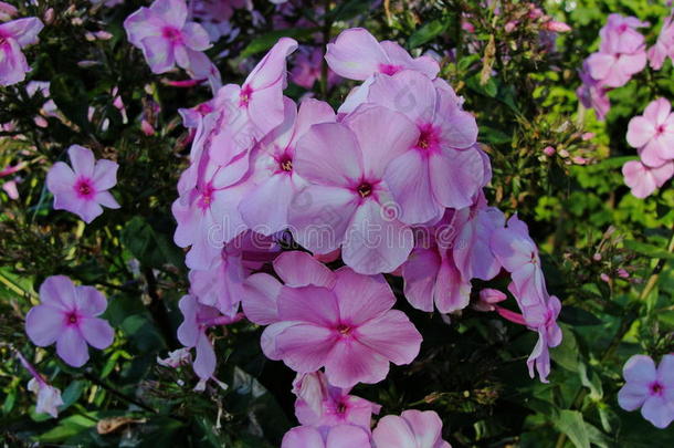 夏天花园里美丽的花。 五朵明亮的粉红色花夹竹桃。