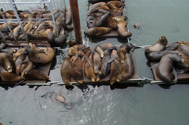 加州<strong>海狮</strong>在拥挤的码头上