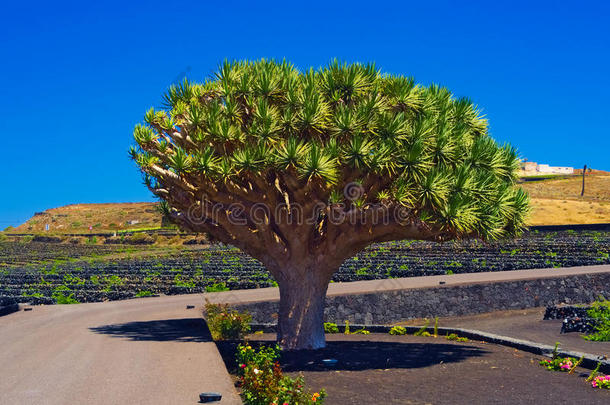 加那利群岛龙<strong>树</strong>dracenadraco是一种亚热带<strong>树状植物</strong>，属dracena，原产于金丝雀