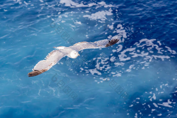 大海中的海鸥