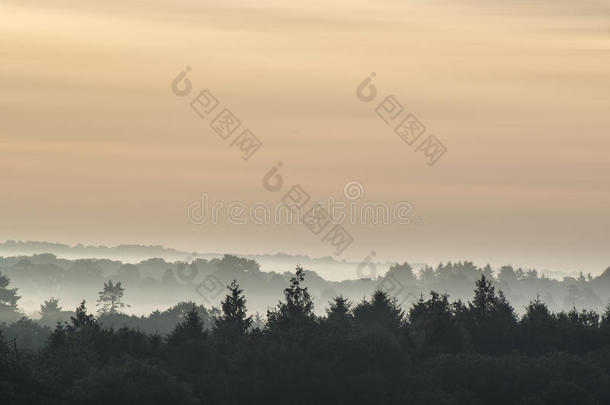 森林景观与层层薄雾在日出在农村