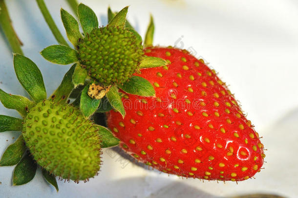 草莓农场的新鲜草莓
