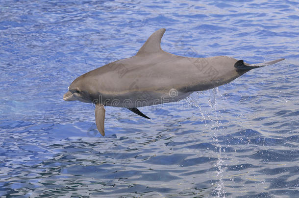 海豚跳出水面