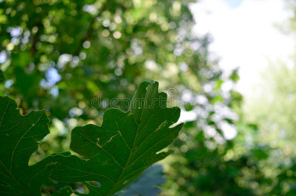 夏天的伯橡树（栎属）叶子