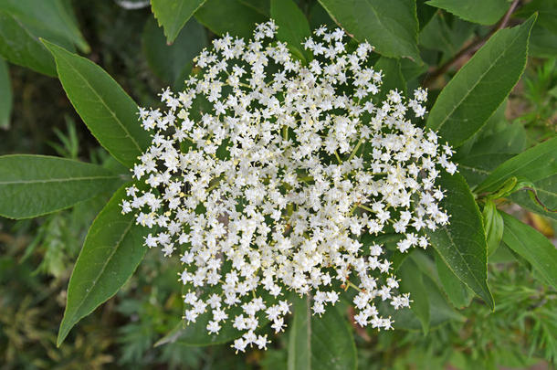 在上面五福花科黑色开花花儿