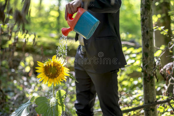 商人给向日葵浇水