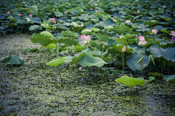 盛<strong>夏荷花</strong>盛开