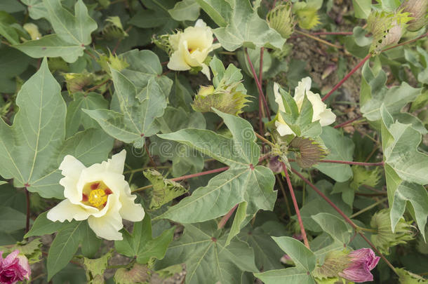 棉花花，棉花植物，棉花芽