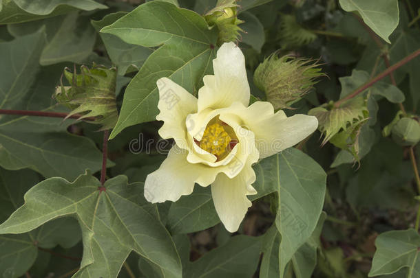 棉花花，棉花植物，棉花芽