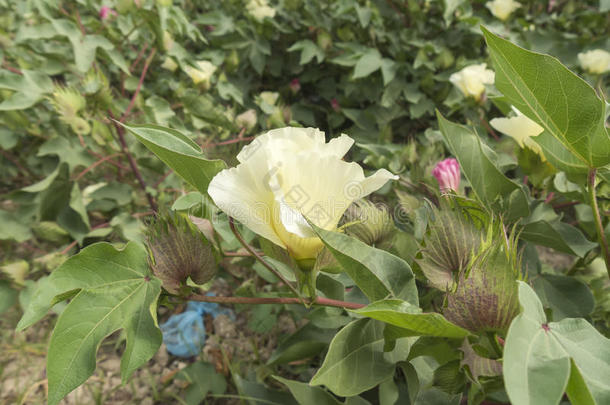 棉花花，棉花植物，棉花芽