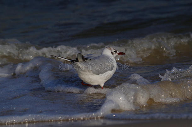 动物大气的波罗的海海滩鸟