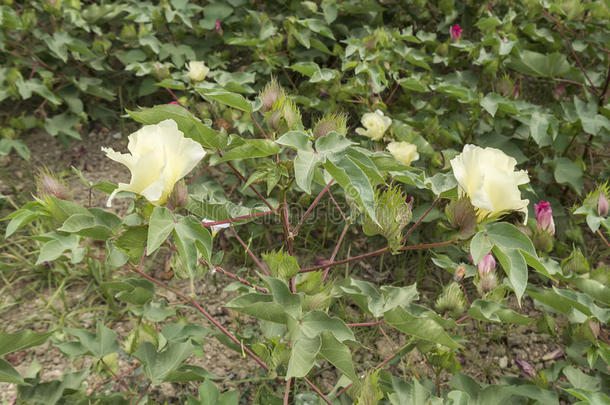 棉花花，棉花植物，棉花芽