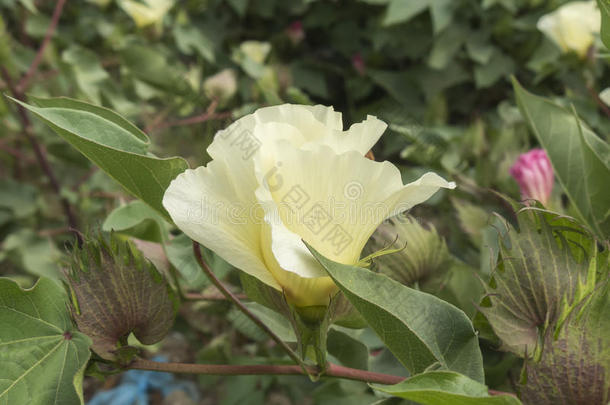 棉花花，棉花植物，棉花芽