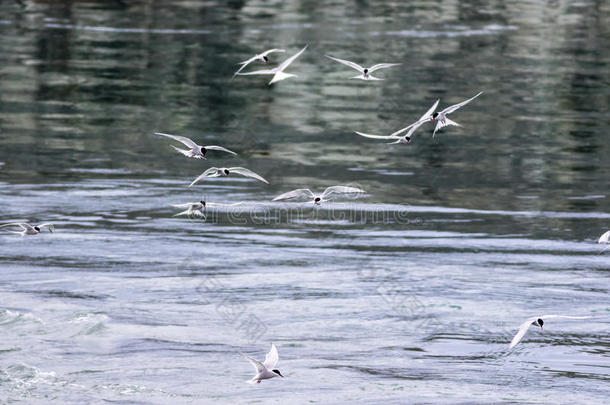 北极燕鸥群（斯特纳天堂）在飞行中寻找