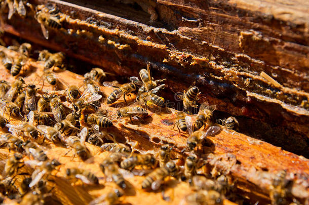忙碌的蜜蜂，近距离观看蜂巢上的工作蜜蜂。