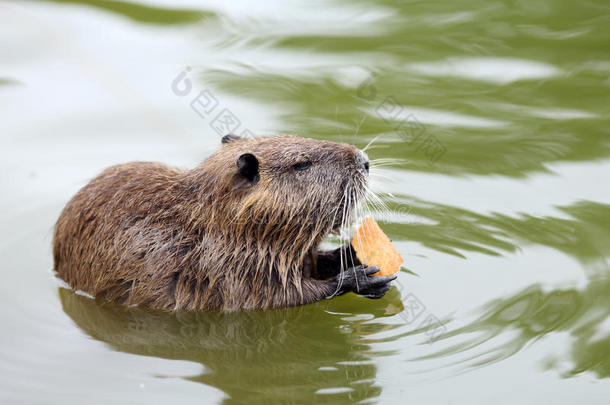 海狸或海狸鼠