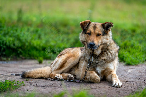 警犬在<strong>链子</strong>上。 <strong>链子</strong>狗。