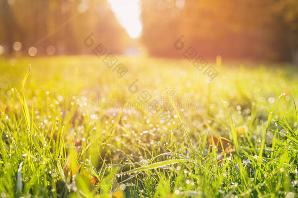 阳光明媚的早晨，秋天的叶子落在草地上