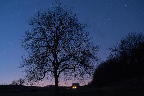 夜晚的树