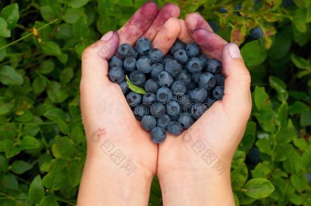 蓝莓在一个小男孩的手掌上，涂上蓝莓汁。