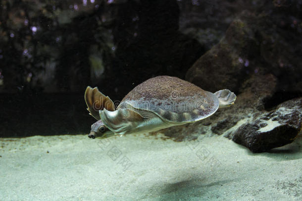 动物水水族馆水生的澳大利亚