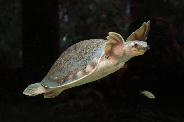 动物水水族馆水生的澳大利亚