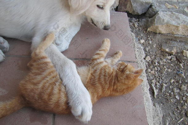 动物猫狗友谊拥抱