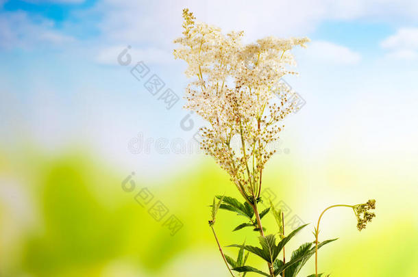 芳香的背景开花盛开花开