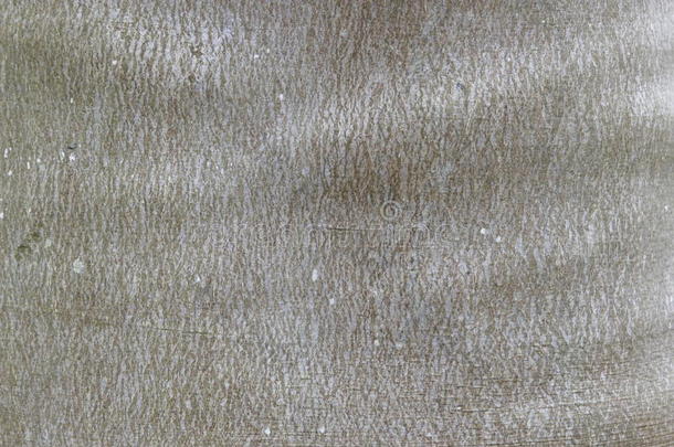 榆树皮。无缝瓷砖纹理。