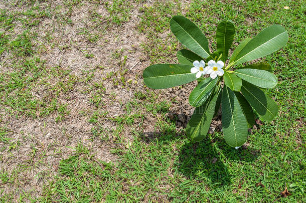 鸡<strong>蛋花</strong>或鸡<strong>蛋花</strong>