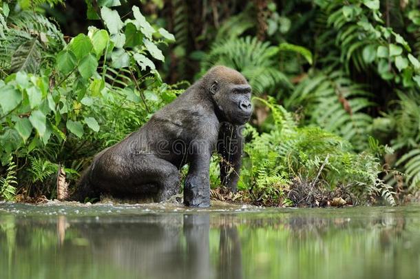 加蓬的大猩猩，低地大猩猩