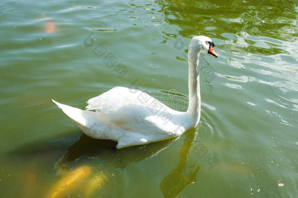 池塘里的天鹅