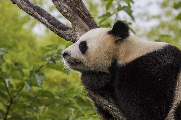 大熊猫动物亚洲睡着的竹子