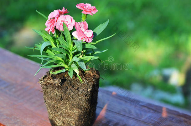 农业背景开花植物学棕色的