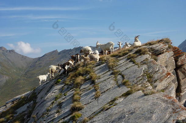 在岩石峰上的山羊