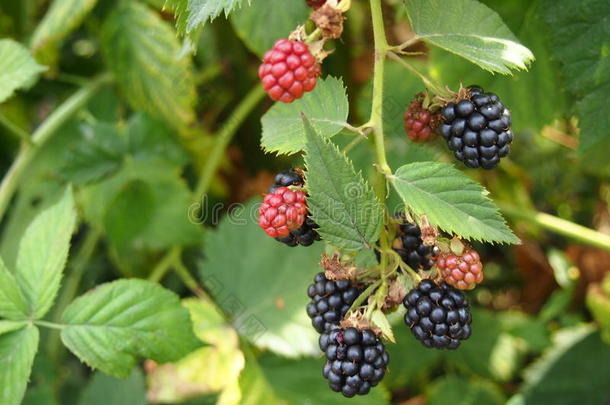 灌木丛上的黑莓
