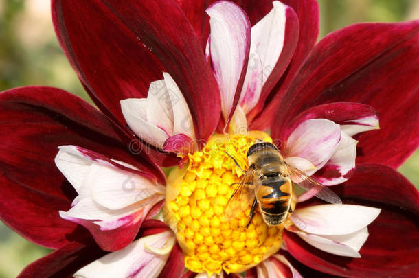 大丽花和蜜蜂一起收集花蜜