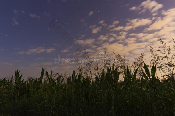 美丽的黎明天空，星星，白云，玉米田